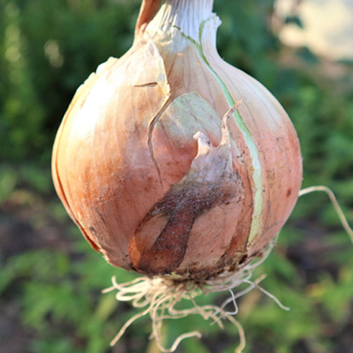 2026년 달큰하고 신선한 국내산 햇 양파 3kg 5kg